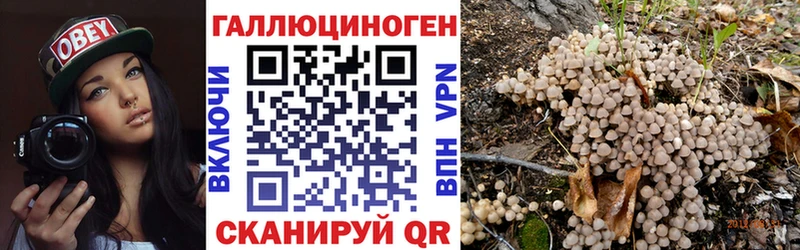 закладки  Сурск  Псилоцибиновые грибы Psilocybine cubensis 